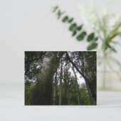 Kauri Forest Briefkaart (Staand voorkant)