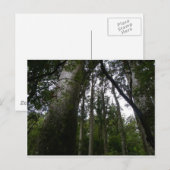 Kauri Forest Briefkaart (Voorkant / Achterkant)