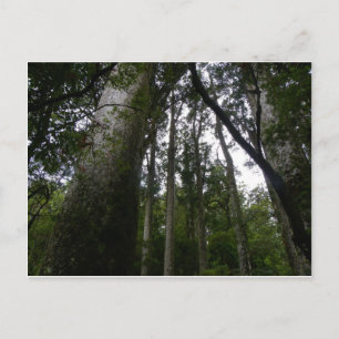 Kauri Forest Briefkaart