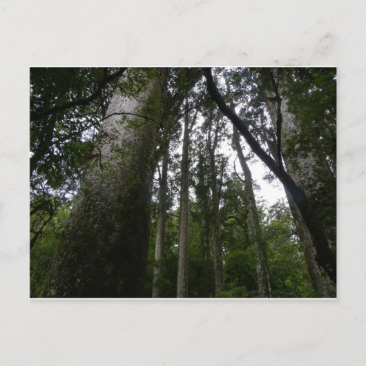 Kauri Forest Briefkaart (Voorkant)