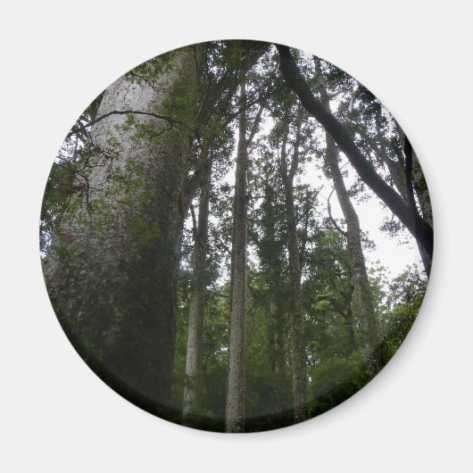 Kauri Forest Magneet (Voorkant)