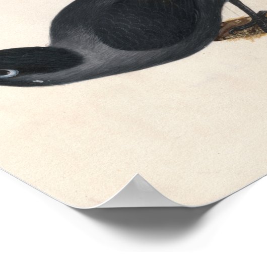 kauw | William Lewin Poster (Hoek)