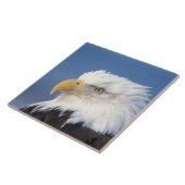 kauwarend, Haliaeetus leuccocephalus, Tegeltje (Zijkant)