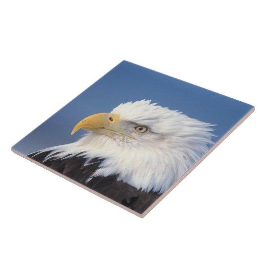 kauwarend, Haliaeetus leuccocephalus, Tegeltje (Zijkant)