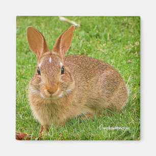 Kauwende Bunny Kauwde Groenen op de Golfvliegbaan Magneet