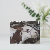 KauwKoe Briefkaart (Staand voorkant)