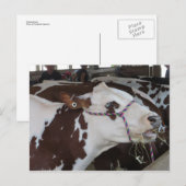 KauwKoe Briefkaart (Voorkant / Achterkant)