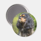 Kavaler King Charles Spaniel Magneet (Voorkant / Achterkant)