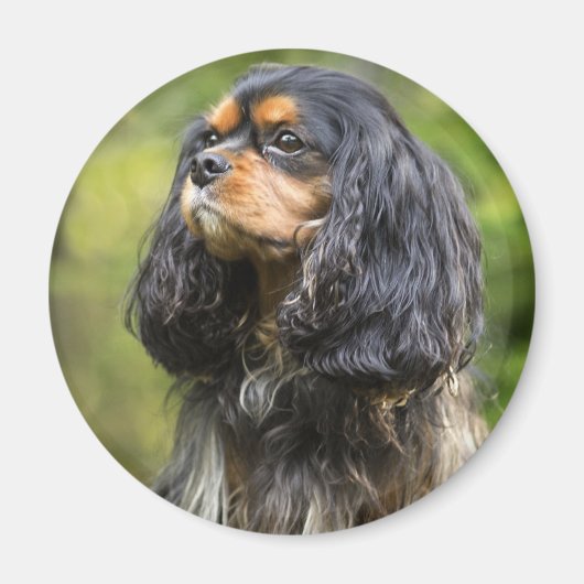 Kavaler King Charles Spaniel Magneet (Voorkant)