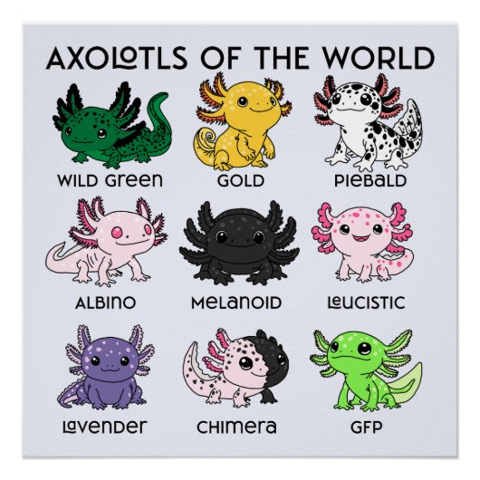 Kawaii Axolotls van de Wereld Perfect Poster (Voorkant)