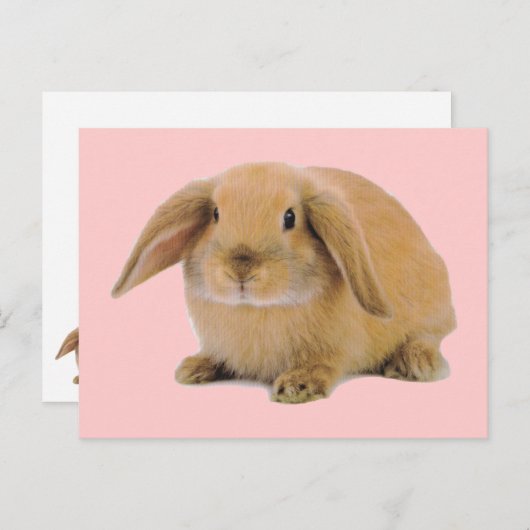 Kawaii Cute Bunny Rabbit Briefkaart (Voorkant / Achterkant)