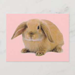 Kawaii Cute Bunny Rabbit Briefkaart