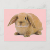 Kawaii Cute Bunny Rabbit Briefkaart (Voorkant)