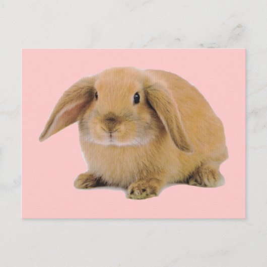 Kawaii Cute Bunny Rabbit Briefkaart (Voorkant)