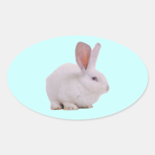 Kawaii Cute Konijn Konijn Ovale Sticker