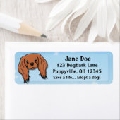 Kawaii Ruby Cavalier King Charles Spaniel Etiket (Insitu)