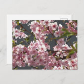 Kawazu-zakura (Cherry Blossom): Tokyo Briefkaart (Voorkant / Achterkant)