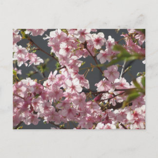 Kawazu-zakura (Cherry Blossom): Tokyo Briefkaart