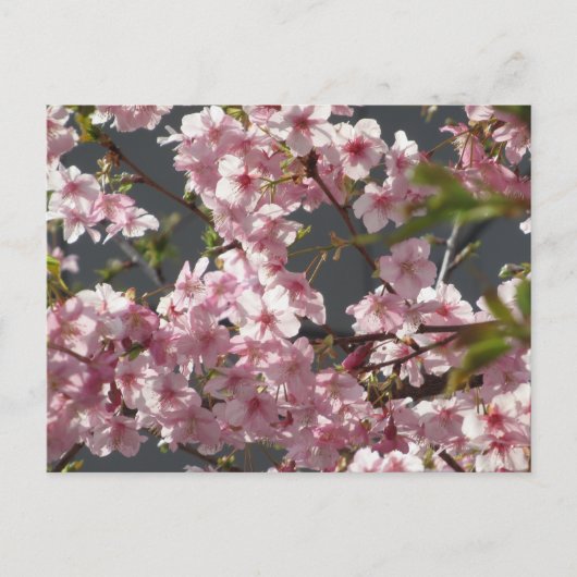 Kawazu-zakura (Cherry Blossom): Tokyo Briefkaart (Voorkant)