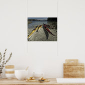 Kayaks op Dicebox Island, Broken Island Group, Poster (Keuken)