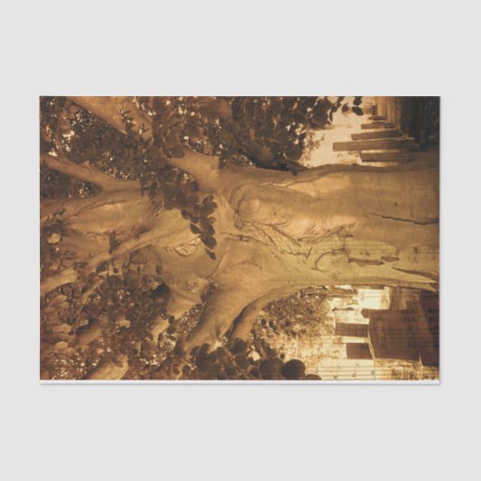 Kbegraafplaats  Antiek Sepia Boom — Muziek Tissuepapier (Voorkant)