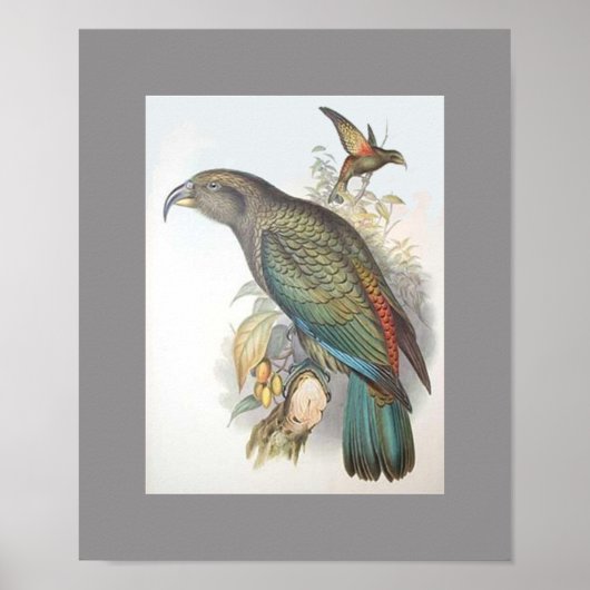 Kea (alleen klein) poster (Voorkant)