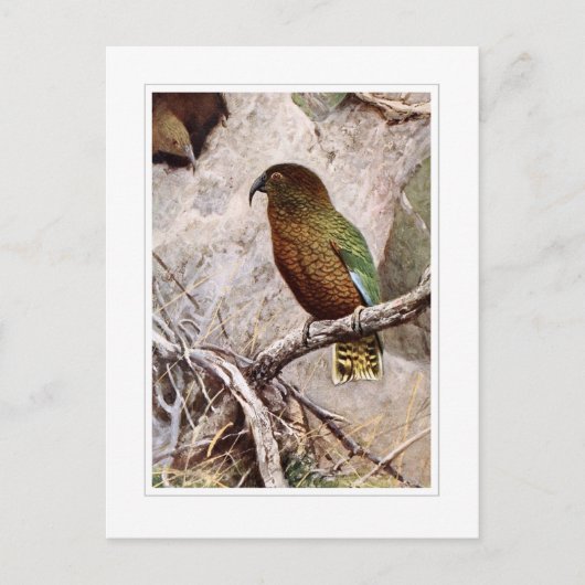 Kea Briefkaart (Voorkant)