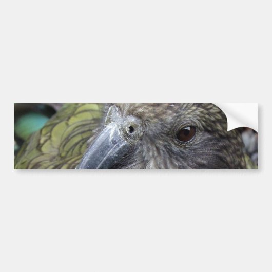 Kea Bumpersticker (Voorkant)