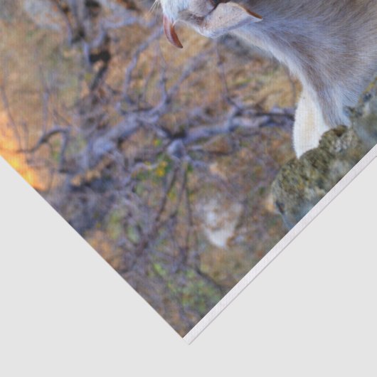 Kea - Cyclades Tissuepapier (Detail)