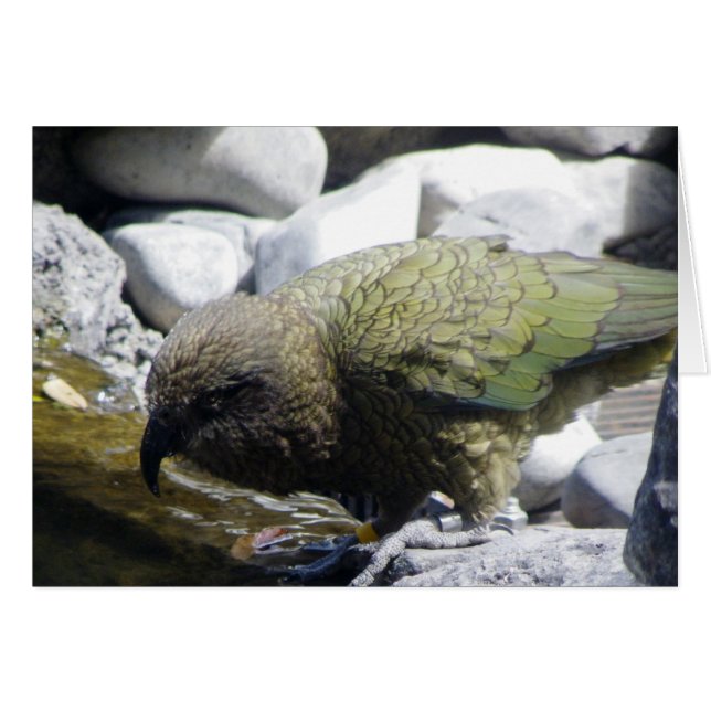 Kea: De Alpiene Parrot (Voorkant Horizontaal)
