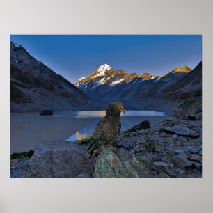 Kea en Aoraki Poster