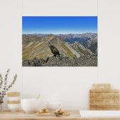 Kea in Arthur's Pass Poster (Keuken)