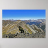 Kea in Arthur's Pass Poster (Voorkant)
