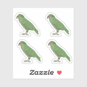 Kea New Zealand Bird Sticker