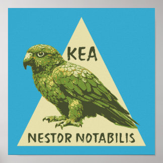 Kea Nieuw-Zeelandse vogel Poster