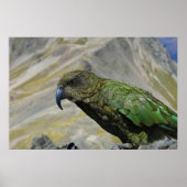 Kea Poster (Voorkant)