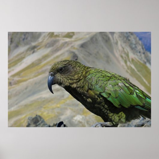 Kea Poster (Voorkant)