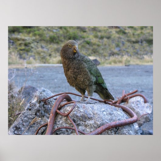 Kea Poster (Voorkant)
