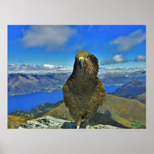 Kea van Ben Lomond Poster
