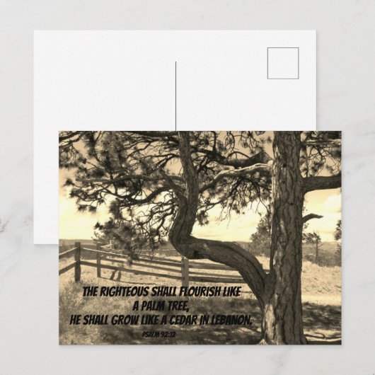 Kedars of Libanon Bijbel Verse Psalm 91:12 Briefkaart (Voorkant / Achterkant)