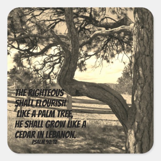 Kedars of Libanon Bijbel Verse Psalm 91:12 Vierkante Sticker (Voorkant)