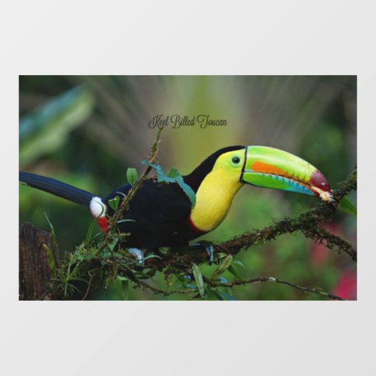 Keel Billed Toucan Raamsticker (Vel)