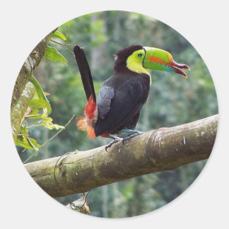 Keel Billed Toucan Ronde Sticker