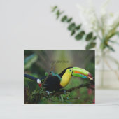 Keel Billing Toucan, tropische vogel Briefkaart (Staand voorkant)