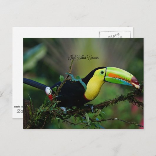 Keel Billing Toucan, tropische vogel Briefkaart (Voorkant / Achterkant)