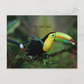 Keel Billing Toucan, tropische vogel Briefkaart (Voorkant)