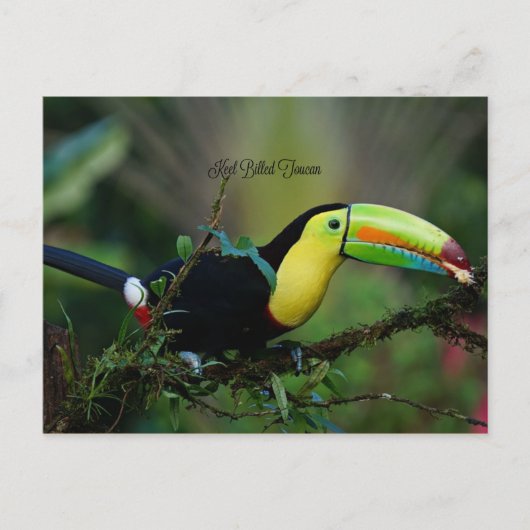 Keel Billing Toucan, tropische vogel Briefkaart (Voorkant)