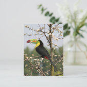 Keel met toucan briefkaart (Staand voorkant)