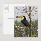 Keel met toucan briefkaart (Voorkant / Achterkant)