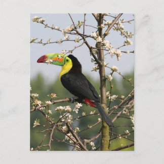 Keel met toucan briefkaart